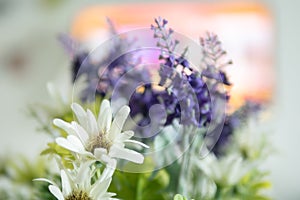 Close up white flowers and purple lavender with pollen