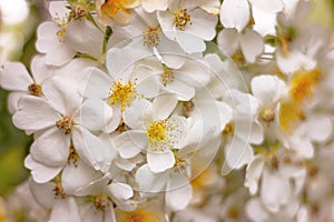 close up white flowers Rosa Wedding Day, blossom rambling rose, nature background photo