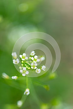 Close up of white flowers of Shepherd`s purse, Capsella bursa-pastoris