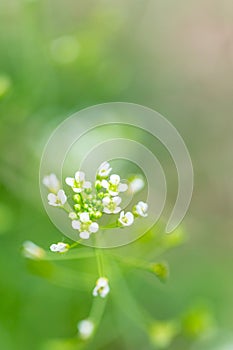 Close up of white flowers of Shepherd`s purse, Capsella bursa-pastoris