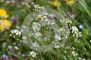 Close up white flowers of shepherd's purse, latin name Capsella bursa-pastoris. Glade with a shepherd's bag.