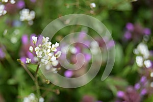 Close up white flowers of shepherd`s purse, latin name Capsella bursa-pastoris. Glade with a shepherd`s bag. Selective focus. Hi