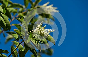 Close-up white flowers of Sourwood tree Oxydendrum arboreum on blue sky background In city Park Krasnodar photo