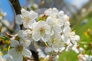 Close up of white flowers on a tree branch, against the sky