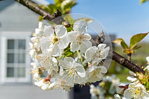 Close up of white flowers on tree branch with house in background