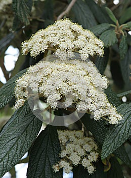 Close-up of white flowers of Viburnum davidii