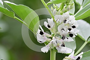 Vicia fabia broad bean plant