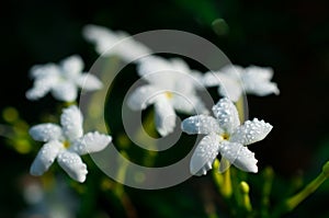 Close-up of white flowers with water drops in the garden / Macro of white flower with drops of water in forest