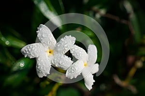 Close-up of white flowers with water drops in the garden / Macro of white flower with drops of water in forest