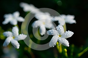 Close-up of white flowers with water drops in the garden / Macro of white flower with drops of water in forest