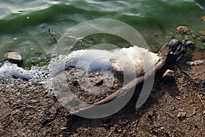 Close-up of white foam on the shore of the Morales reservoir in Rozas de Puerto Real, Madrid. Spain photo