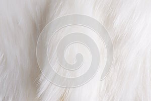 Close up white fur texture.NEF