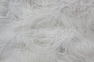 Close up of white fur texture. White wool carpet.