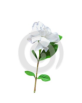 White gardenia jasminoides flower with water drops green stem and leaf Cape jasmine, Gareden gardenia, Gerdenia, Bunga cina photo