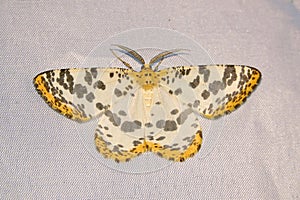 Geometridae moth photo