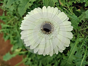 Close up of White gerbera daisy on nature green garden background.
