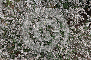 Close up of white German Statice, Goniolimon tataricum