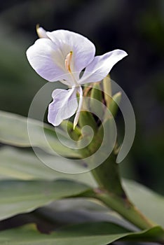 Close-up of white ginger lily