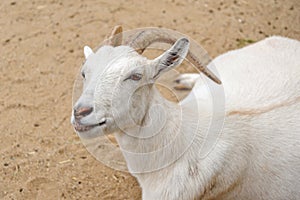 Close up of a white goat