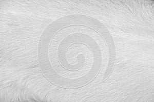 White goat fur  texture abstract bright patterns background
