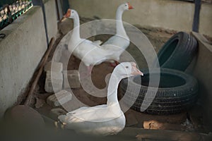 Close up white goose