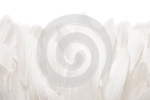 Close-up of white goose feathers isolated on white background