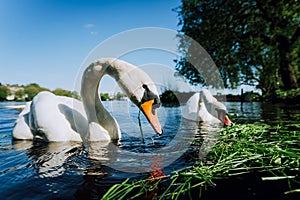 Close up of white grace swan couple stretching his neck and head towards the camera. Alster lake on a sunny day in
