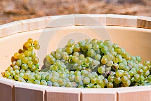 Close-up of white grape harvest under the sun background