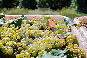 Close-up of white grape harvest under the sun background photo
