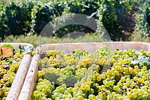 Close-up of white grape harvest under the sun background photo