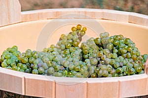 Close-up of white grape harvest in a wooden tub