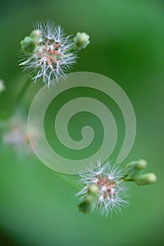 Close up of white grass flower.