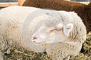 Close up of white gray sheep of the Romanov breed. Sheep in a pe