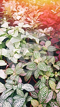 Close-up white, green and red leaves. Fittonia verschaffeltii or Fittonia albivenis plant. Lens glare