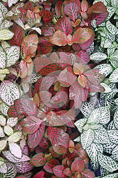 Close-up white, green and red leaves. Fittonia verschaffeltii or Fittonia albivenis plant. Top view