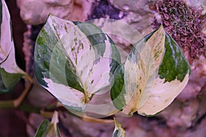 Close up of the white and green variegated leaf of Manjula pothos