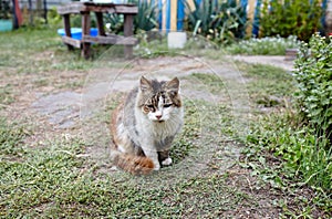 Close up of a white grey cat on the grass in the back yard