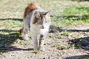 Close up of a white grey cat on the grass in the back yard