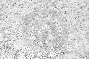 White grey leather drum old texture abstract on background