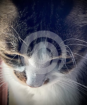 Close-up of a white grey tiger cat face