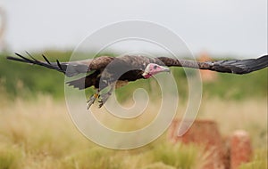 Close up of a White Headed Vulture