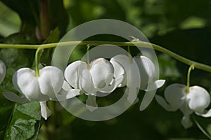 Close up of white heart shaped flowers in natural garden setting