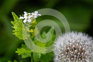 Close up of white Hedge Garlic flower with dandelion in foreground