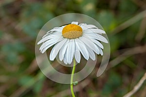 White camomile flower with a green background