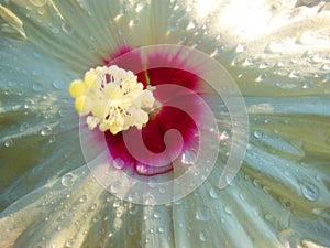 Close up of white hibiscus flower