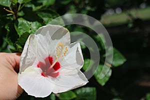 Close-up, white hibiscus flower, beautiful yellow stamen, selective focus, outdoor, morning.