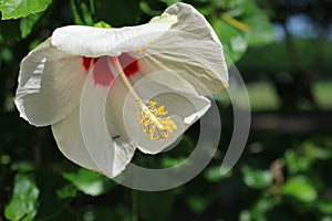 Close-up, white hibiscus flower, beautiful yellow stamen, selective focus, outdoor, morning.