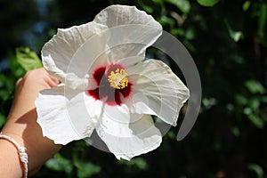 Close-up, white hibiscus flower, beautiful yellow stamen, selective focus, outdoor, morning.