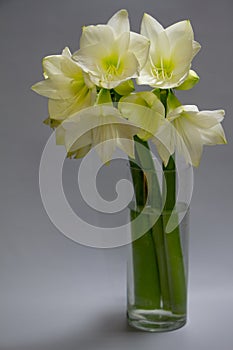 Close up white hippeastrum flowers in vase isolate on a light gray background, greeting card or concept