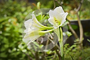 Close up white hippeastrum johnsonii bury flower in garden